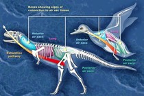 Những lầm tưởng về khủng long ai cũng mắc (2)