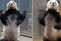 Hài hước gấu trúc tạo dáng võ Karate như trong Kungfu Panda