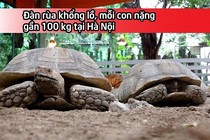 Video: Đàn rùa khổng lồ, mỗi con nặng gần 100 kg tại Hà Nội