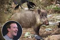 Ông chủ Facebook Mark Zuckerberg để lộ sở thích kỳ lạ khiến ai cũng sốc