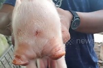 Video: Lợn lạ lùng 2 đầu, 3 mắt được đặt tên "Co-pig"