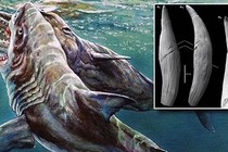 Bằng chứng tố cáo quái vật Megalodon điên cuồng tấn công cá voi