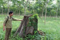 Báo cáo Chính phủ vụ “Ban phát đất rừng cho quan chức”