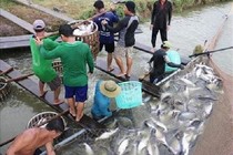 Giá cá tra giảm từ 2.000 – 4.000 đồng/kg