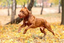 Vì sao vết cắn của chó Pitbull đáng sợ hơn những giống chó khác?  