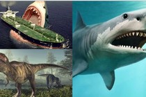 Bí ẩn về quái thú cổ đại Megalodon thống trị đại dương