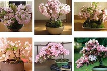 Dân chơi mê mẩn những chậu hoa bonsai thế độc tuyệt đẹp