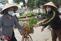 Nhổ lúa non bán như rau, nông dân 'bỏ túi' cả trăm ngàn đồng mỗi ngày