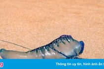 Đi bơi, nuốt nhầm sứa blue bottle phải nhập viện ở Australia