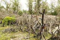 Quảng Ninh: Kiểm điểm trách nhiệm tại dự án trồng rừng ở Vân Đồn