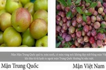 Cách hay phân biệt mận Việt Nam và mận Trung Quốc