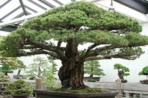 Mãn nhãn cây bonsai 391 năm tuổi khiến người xem sửng sốt