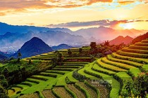 Ngất ngay mùa lúa chín trên Tả Lèng Lai Châu