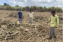 Mía chất đầy đồng, nông dân “ngồi trên lửa“ vì Cty chậm thu mua