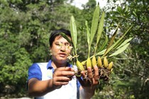 Hành trình gian nan lên núi săn lan rừng