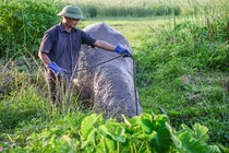 Nghề nuôi trâu chọi tốn cả trăm triệu mỗi năm ở Đồ Sơn 