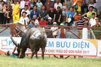 Đề xuất bỏ tổ chức đấu loại Lễ hội chọi trâu Đồ Sơn