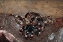 Kinh hoàng cảnh tượng nhện Tarantula lột xác 