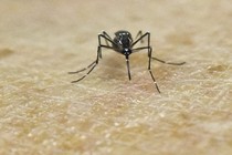 Mỹ ghi nhận trường hợp tử vong đầu tiên do virus Zika