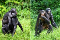 “Đỏ mặt” cảnh vợ chồng vượn Bonobo “mây mưa” công khai 