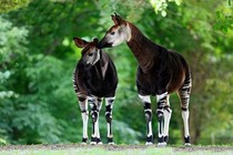 Okapi, loài động vật kỳ lạ bước ra từ chuyện cổ tích