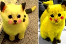 Chết mê những con Pikachu mèo cực đáng yêu 