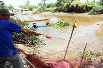 Nghề nghe "cá thở" của thầy đìa ở Cà Mau