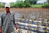 Sau lũ, mai đất võ héo rũ, chết la liệt