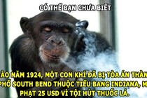 Độc lạ: Khỉ bị phạt tiền vì... hút thuốc lá