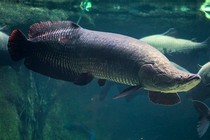 Lời kể hãi hùng về loài cá khổng lồ Arapaima