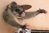 Chồn opossum mắc kẹt trong tường và nguyên nhân "chết cười"