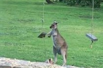 Kangaroo bực bội vì không thể chơi được thứ này của người