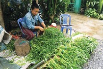 Mùa nước nổi An Giang: Thả rau ngổ ở sông, ngày nào cũng có tiền tiêu