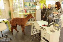 Độc đáo lạc đà Alpaca "xông pha" vào cửa hàng chọn kính 