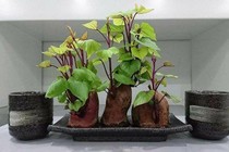 Bí quyết trồng khoai lang phiên bản bonsai gây sốt