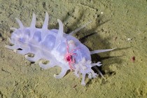 Sea Pig, một trong những loài động vật kỳ lạ nhất dưới biển