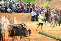 Chi hơn 100 triệu làm lễ đâm trâu, dân làng kiệt quệ