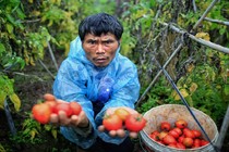 Nông dân Hưng Yên đắng cay với... rau, quả