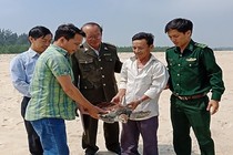 Ngỡ ngàng lai lịch cá thể rùa biển mắc lưới ngư dân phá Tam Giang