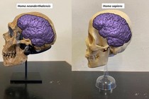 Vì sao người Neanderthal huyền thoại đột ngột biến mất khỏi Trái đất? 