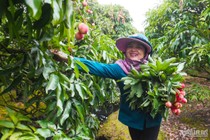 Nông dân Hải Dương thu hàng trăm triệu từ mùa vải chín sớm