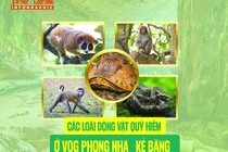 [INFOGRAPHIC] Các loài động vật quý hiếm ở VQG Phong Nha - Kẻ Bàng