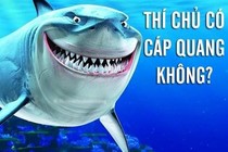 Ảnh chế cá mập cắn đứt cáp quang cười vỡ bụng