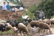 Phan Anh đi chăn dê trong “Bố ơi! Mình đi đâu thế“