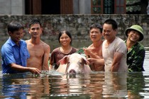 Ngập lụt ở Chương Mỹ: "Hộ tống" lợn chạy khỏi biển nước