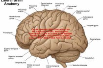 Những bí ẩn khó giải đáp về bộ não của con người