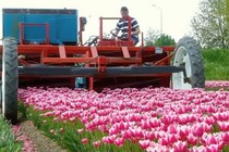 Cảnh thu hoạch hoa tulip siêu cao thủ