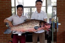 Bắt được cá Hô quý hiếm hơn 30kg ở Tây Nguyên