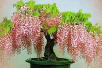 Ngắm bonsai nở đầy hoa hút hồn khách hàng