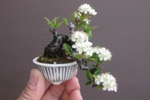 Top 10 cây bonsai nhỏ nhất thế giới